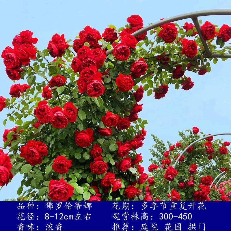 蔷薇花苗四季开花爬藤月季大花庭院藤本植物花卉盆栽阳台红色玫瑰