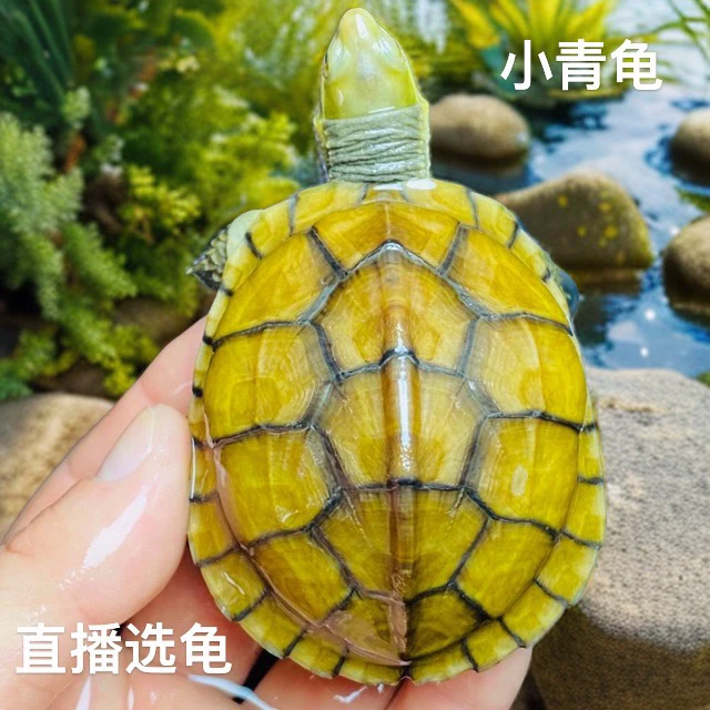 【1直播选龟链接】小青龟/宠物龟/黄喉小青龟【人工合法养殖】