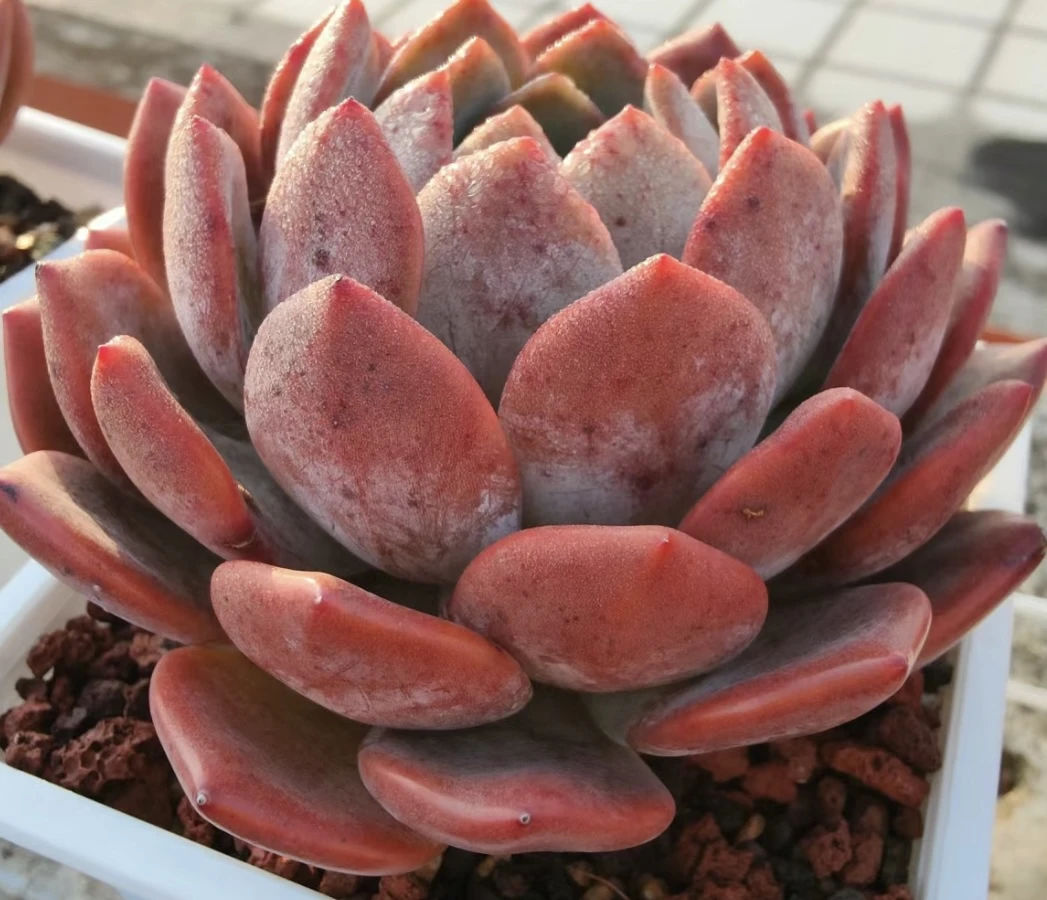 精品多肉 樱花橙多肉 拍一发二 (直播间展示为准)