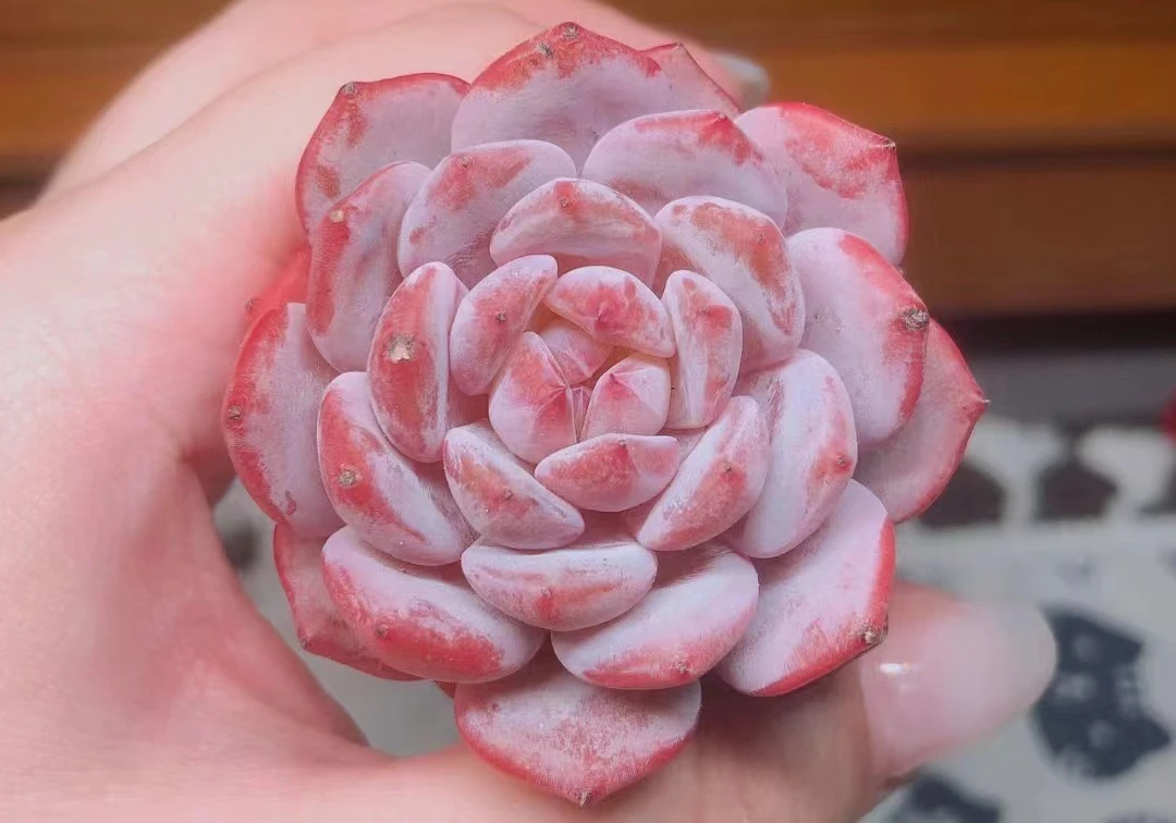 精品多肉小仙女橙65盆 满25元包邮 （直播间展示为准）