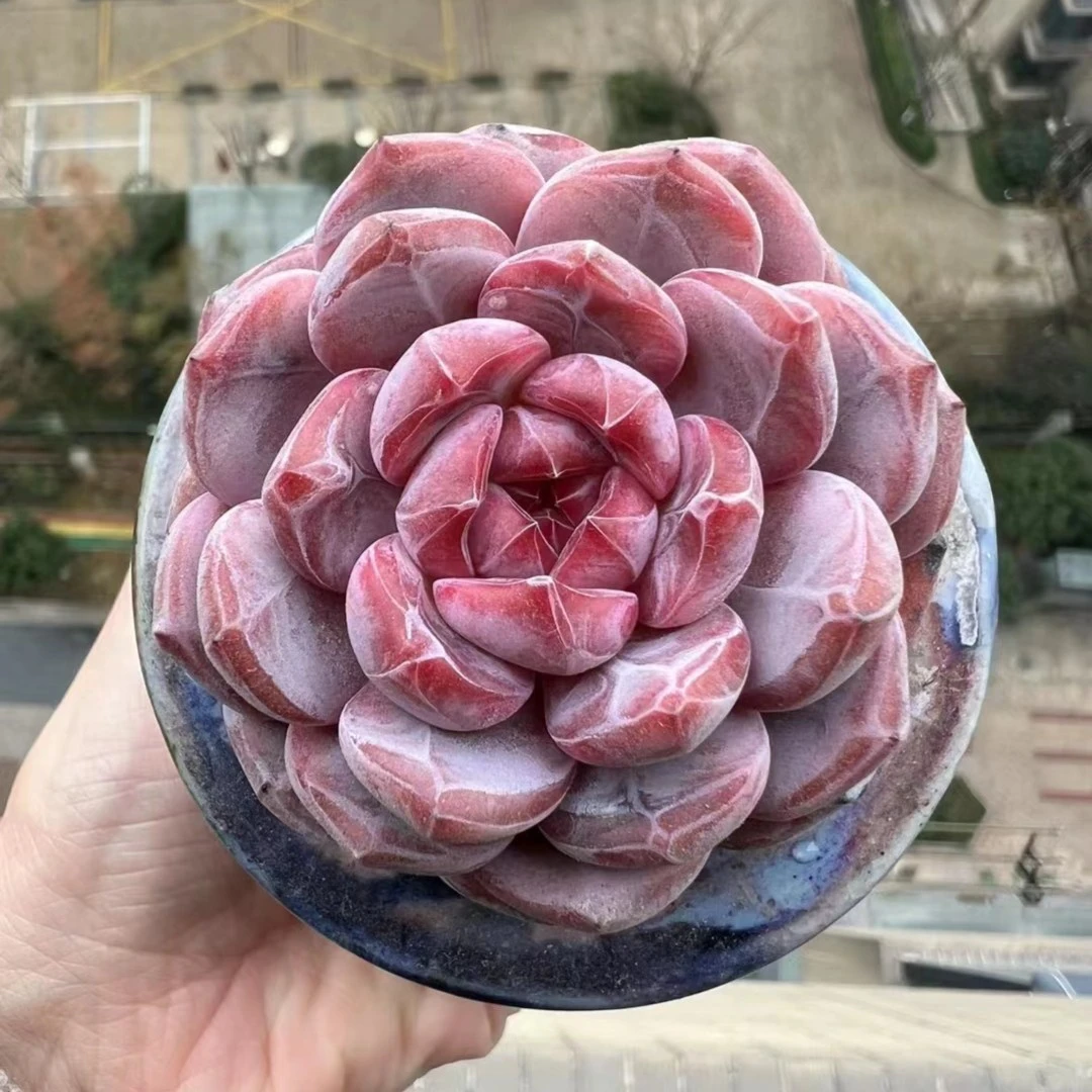 精品多肉 橙梦露大群4到6个头 满25元包邮 （直播间展示为准）