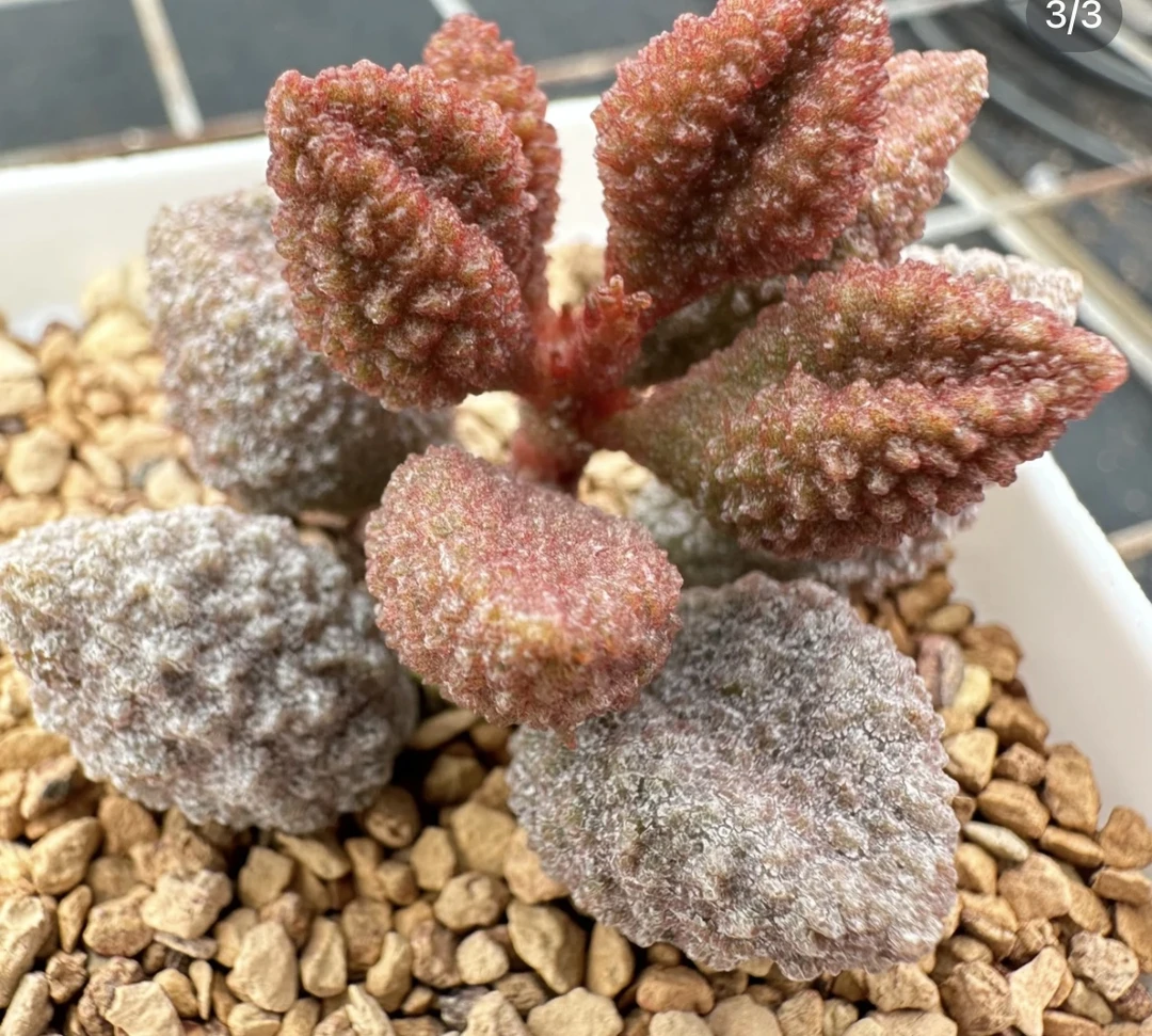 精品荔枝皮多肉 (直播间展示为准)