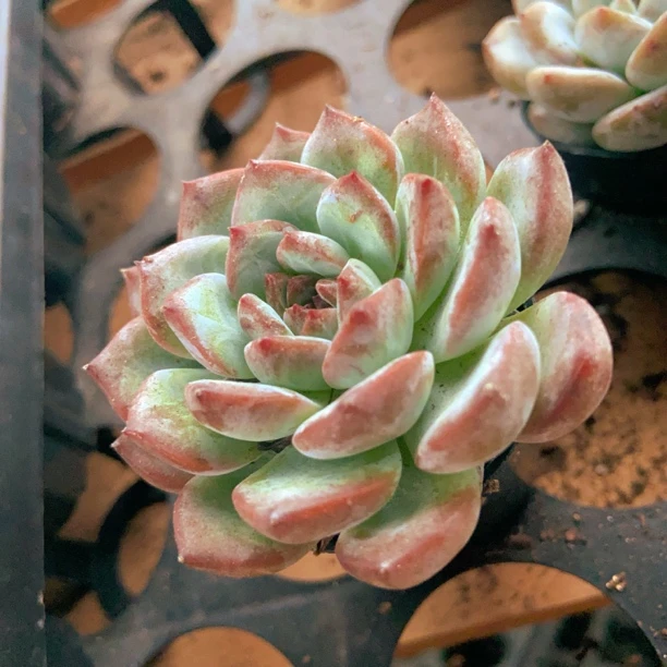 雪橙多肉  直播间展示为准