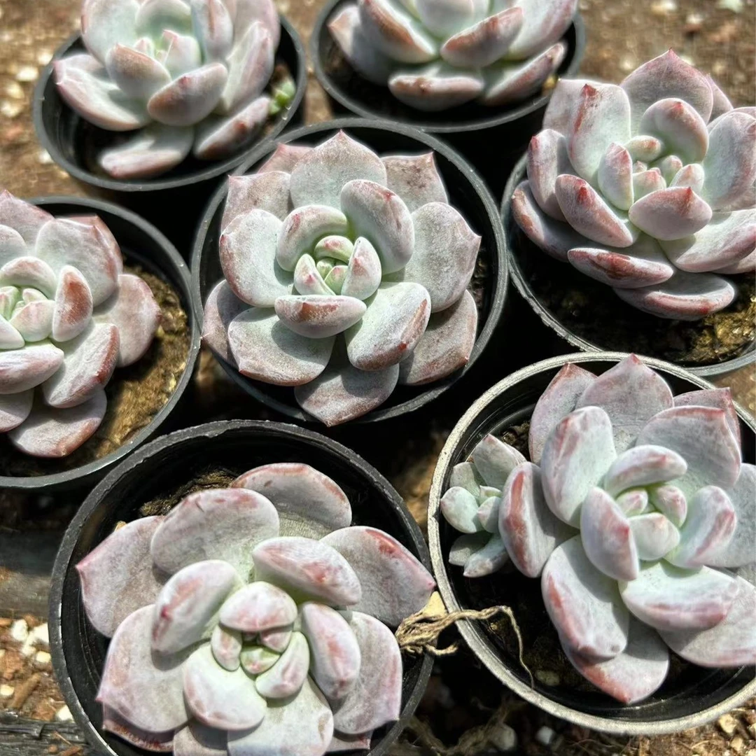 精品多肉 紫皮梦露90盆单双混  满25元包邮 （直播间展示为准）