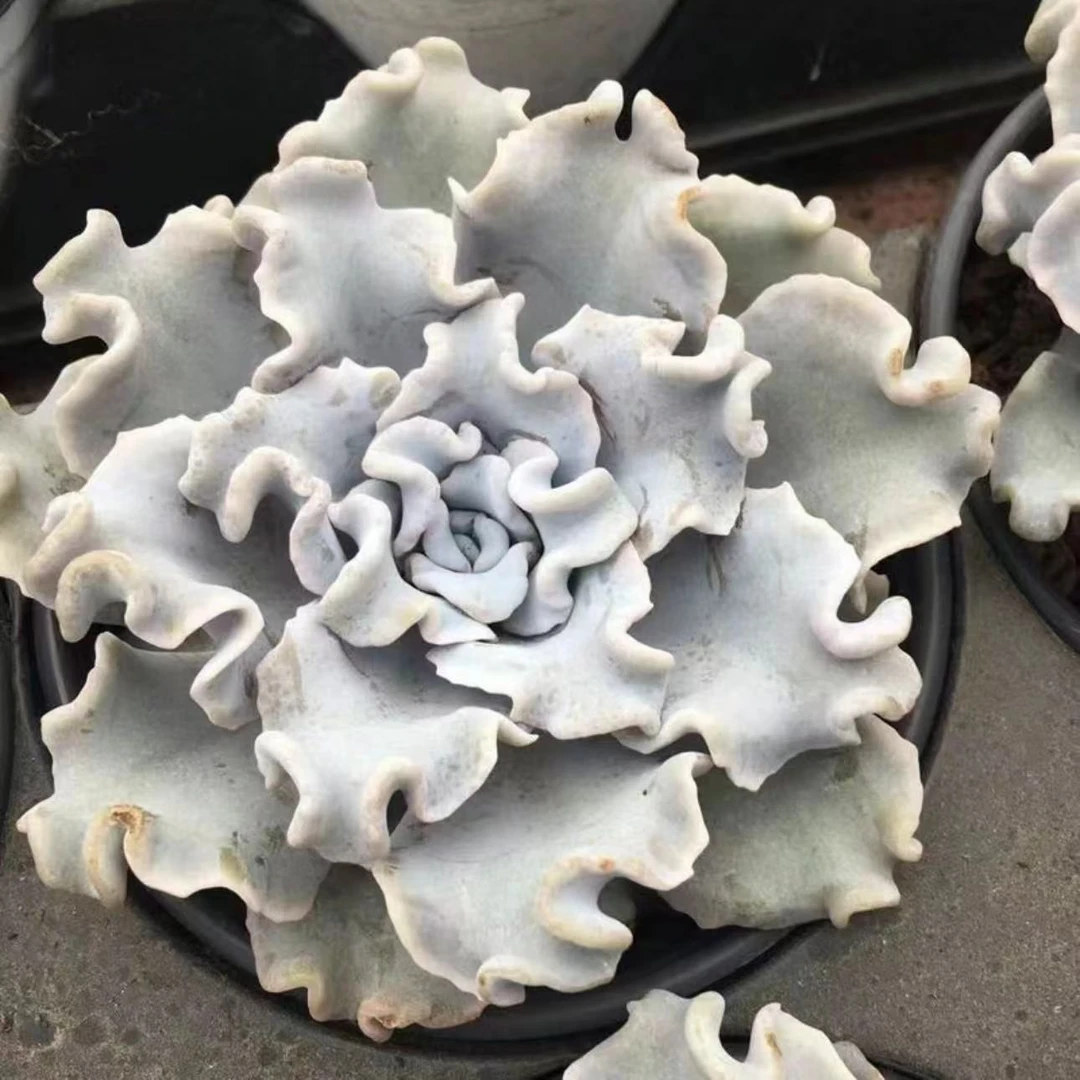 六五盆白饺子皮多肉（直播间展示为准）