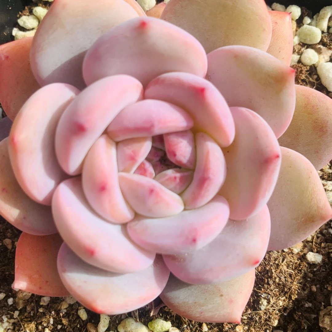 精品多肉 玉芙蓉 满25元包邮 （直播间展示为准）