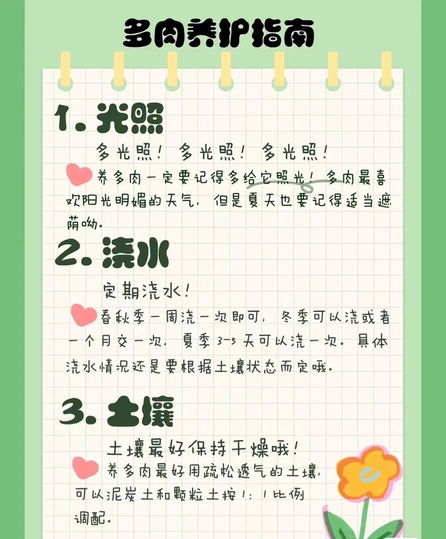 穴盘冰橙多肉 拍一发五（满18包邮）