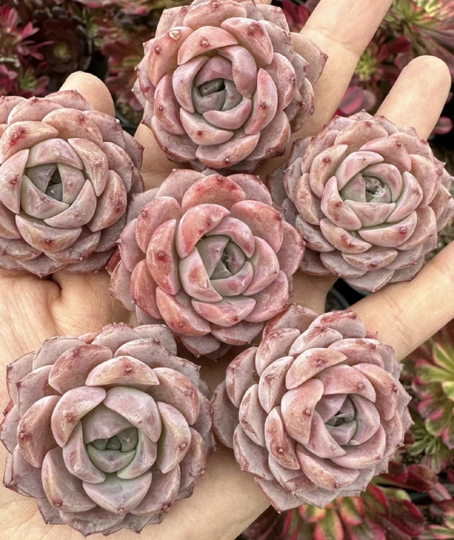 恩宠梦露精品多肉