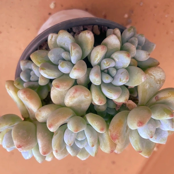 劳尔多肉  18包邮