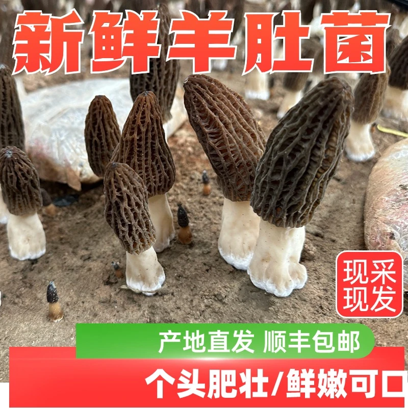 新鲜羊肚菌 新鲜大朵鲜品羊肚菌现采现发顺丰包邮
