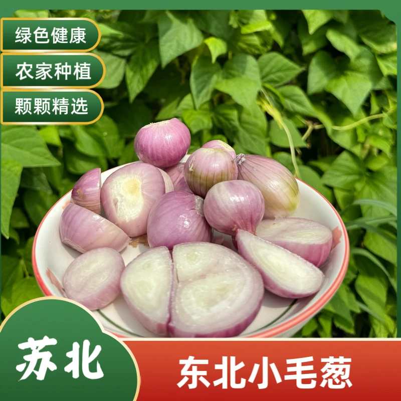 毛葱纯正东北小毛葱东北笨毛葱分蘖葱头东北特产