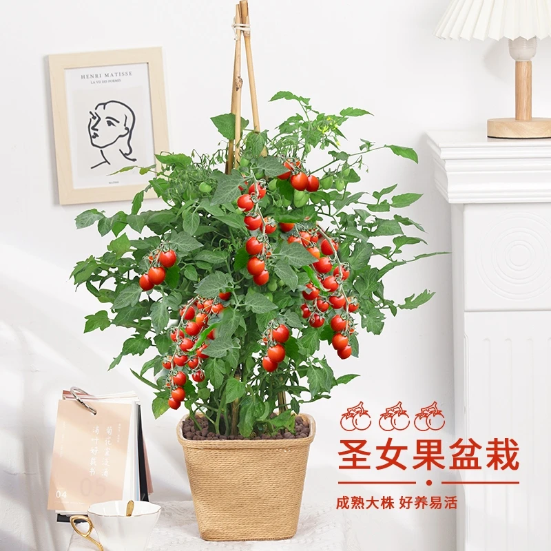 圣女果小番茄四季好养开花结果水果店同款室内室外好养绿植