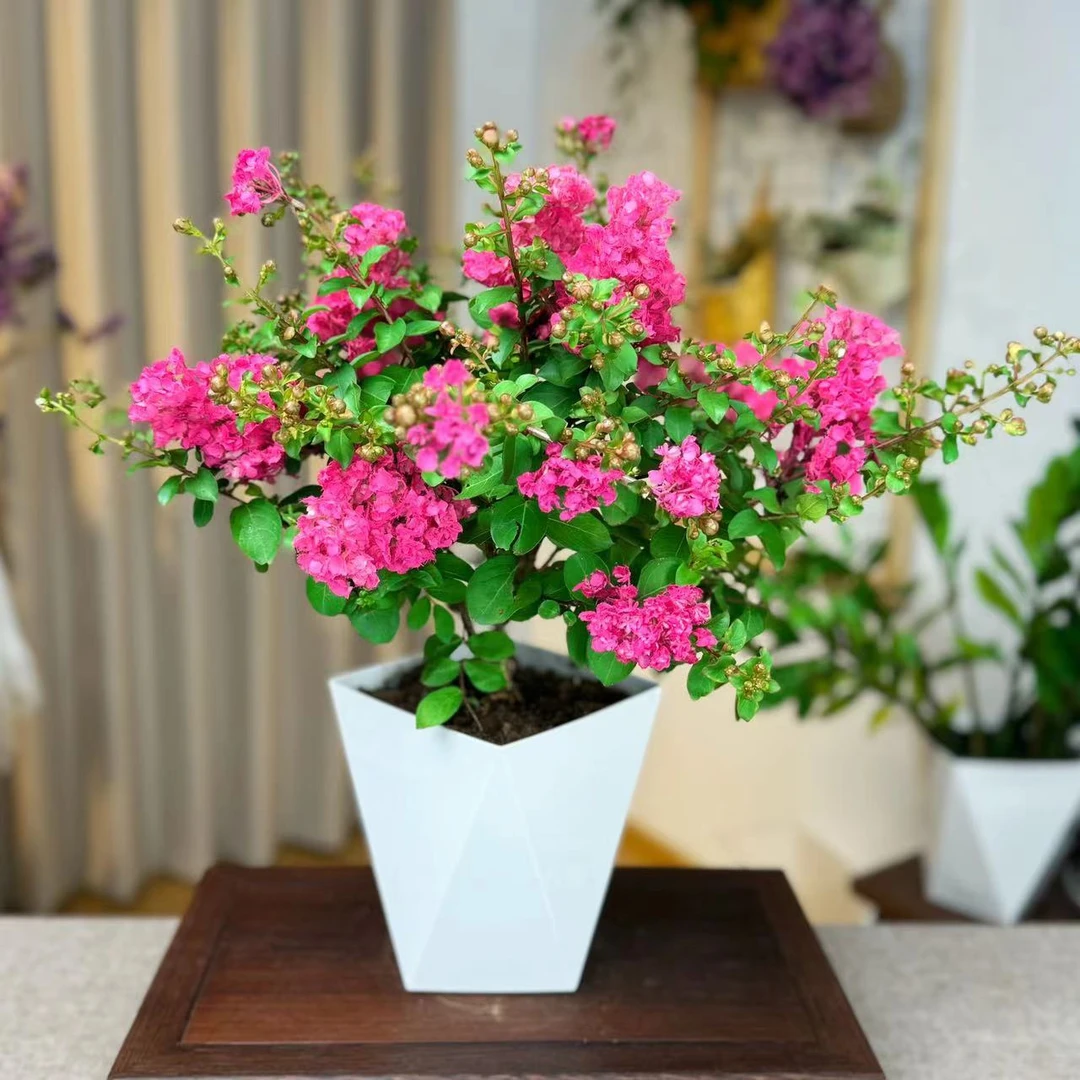 紫薇花百日红盆栽老桩绿植阳台楼顶庭院花卉室外耐热耐寒好养易活
