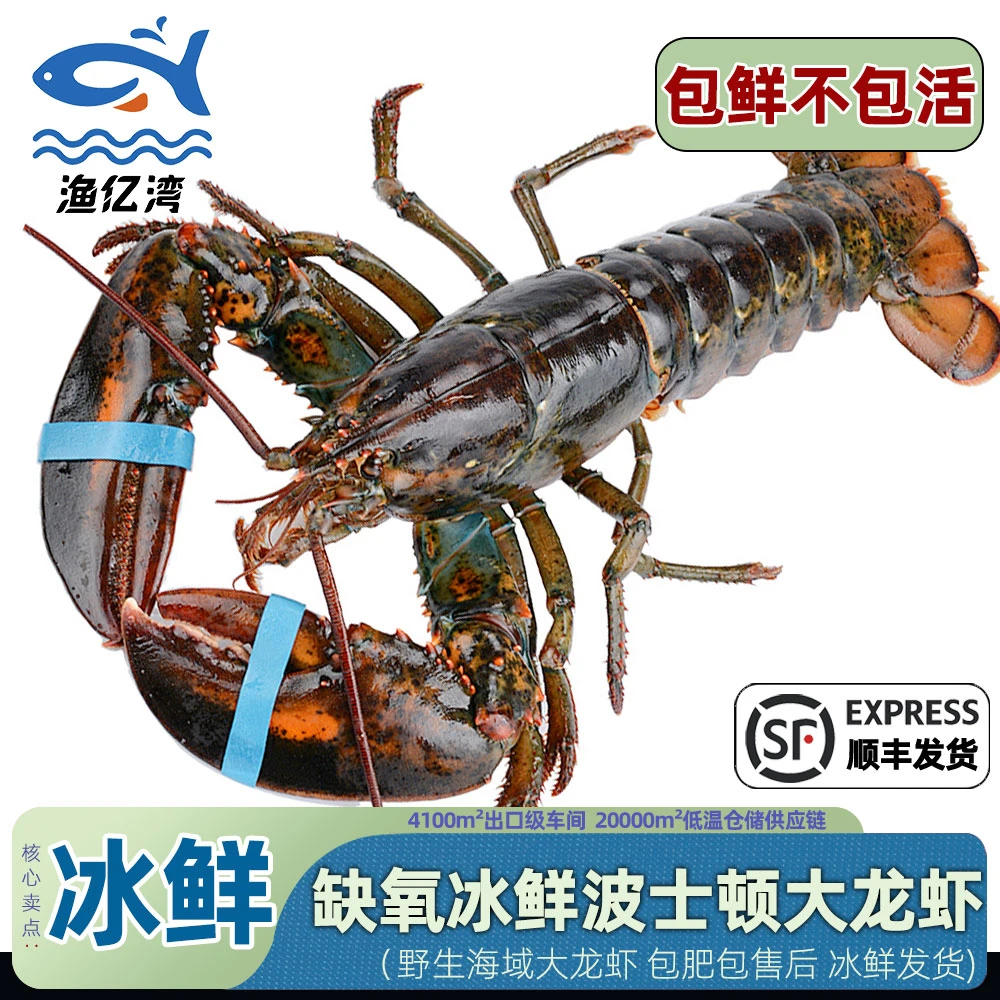 【冰鲜缺氧】新鲜波龙波士顿龙虾深海野生加拿大龙虾波龙包鲜不包活