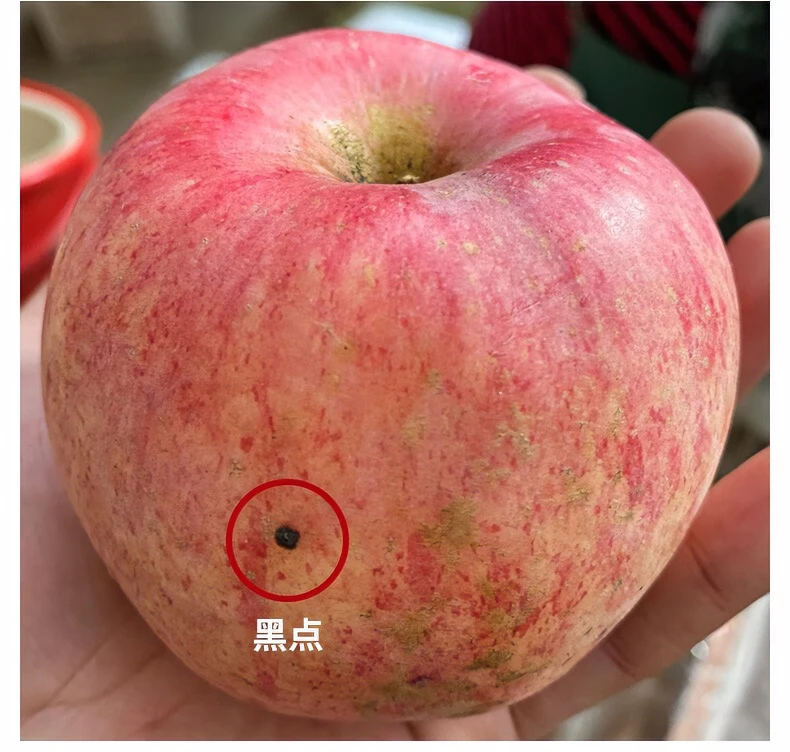 正宗烟台栖霞红富士苹果70-75mm瑕疵宝宝果