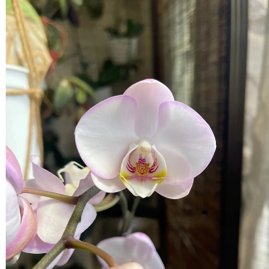 万物可爱 | 荷花仙子蝴蝶兰云南基地直发顺丰发货