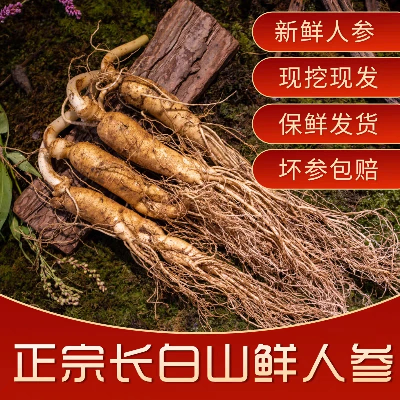 长白山人参 新鲜人参10支 泡酒煲汤滋补营养食用正品保证