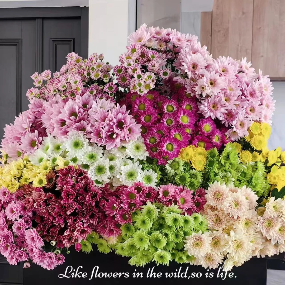 小雏菊鲜花带花苞发货广州基地直发【直播福利】水培植物鲜切花