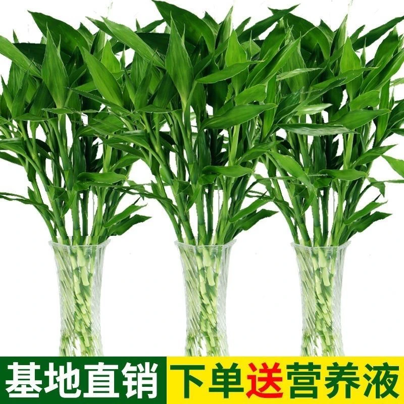 富贵竹水培植物中竹办公室居家水养客厅花卉绿植花水养节节高懒人