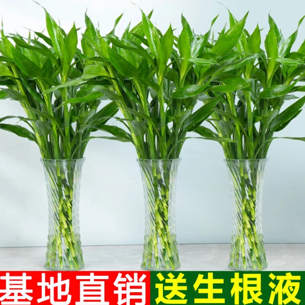 富贵竹水培植物中竹办公室居家水养客厅花卉绿植花水养粗壮节节高