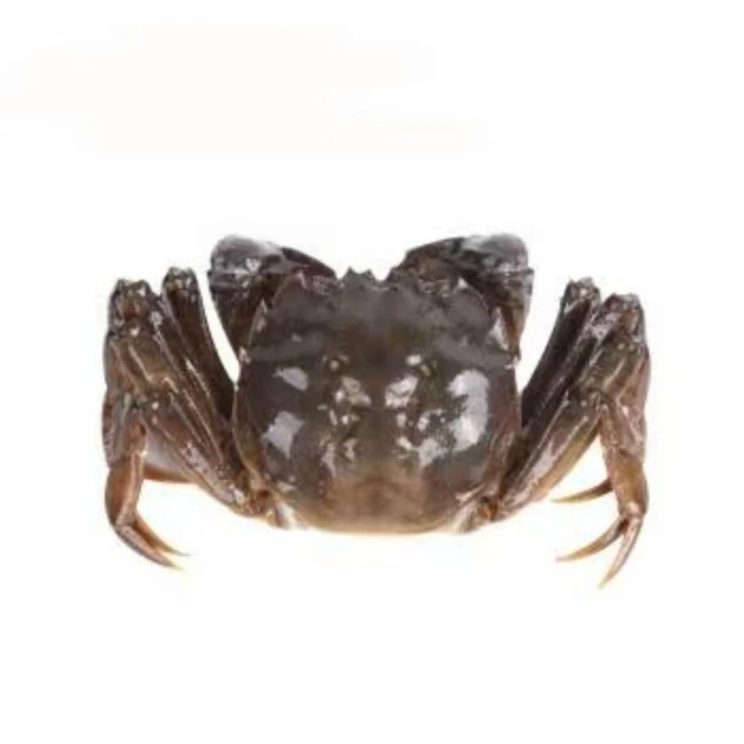 【小时达】三两公河蟹  肉质肥美 包售后