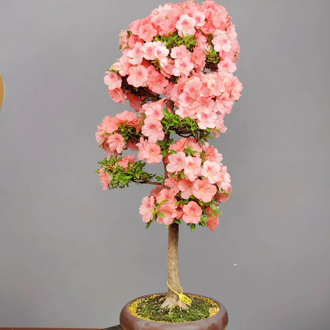 日本进口皋月杜鹃盆景若惠比须