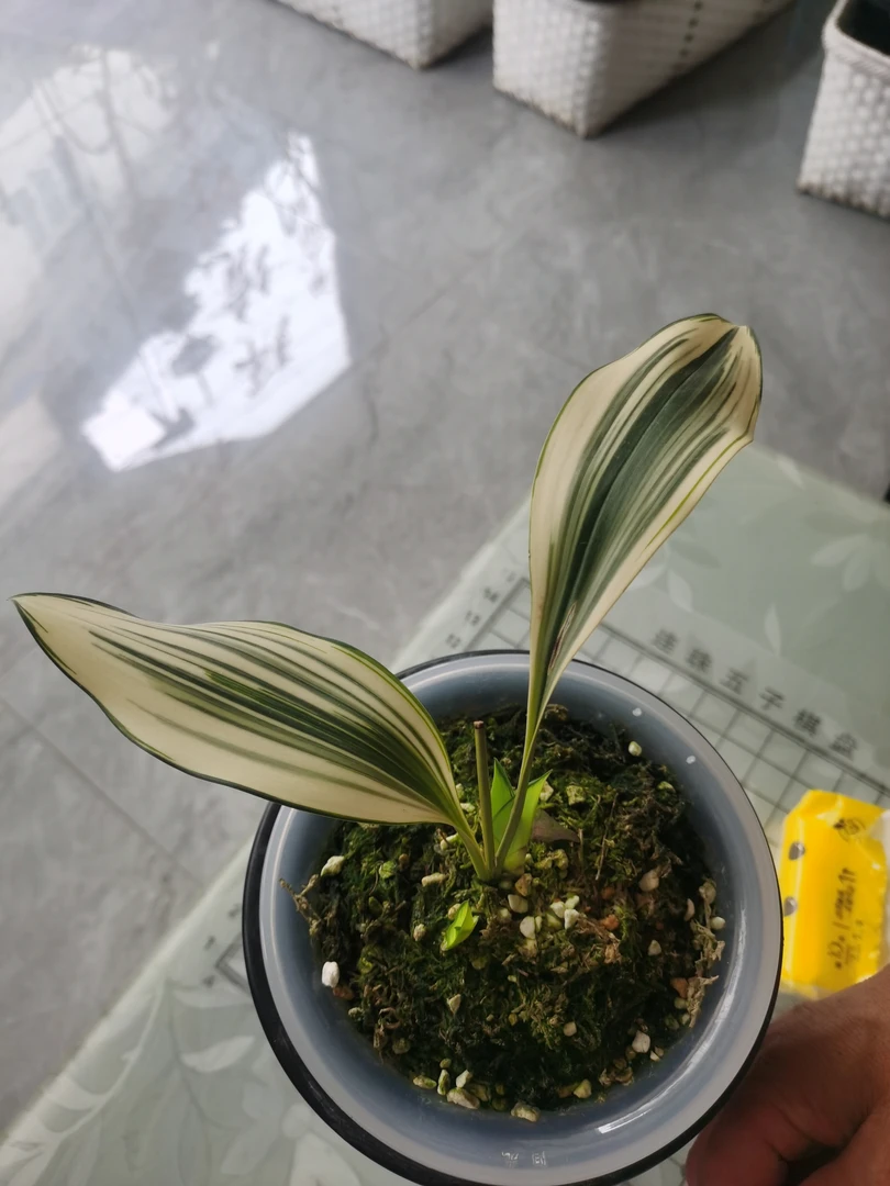 兰花之兔子兰（滑皮）