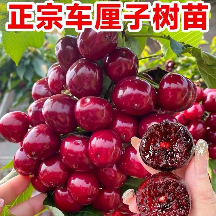 2-10公分嫁接车厘子树苗大樱桃苗耐寒矮化南方北方别墅庭院种植