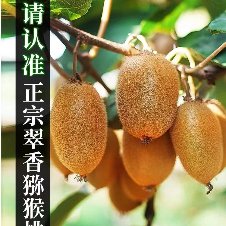 翠香-猕猴桃 【10斤装】 香甜可口自己种植正品翠香猕猴桃正宗品种