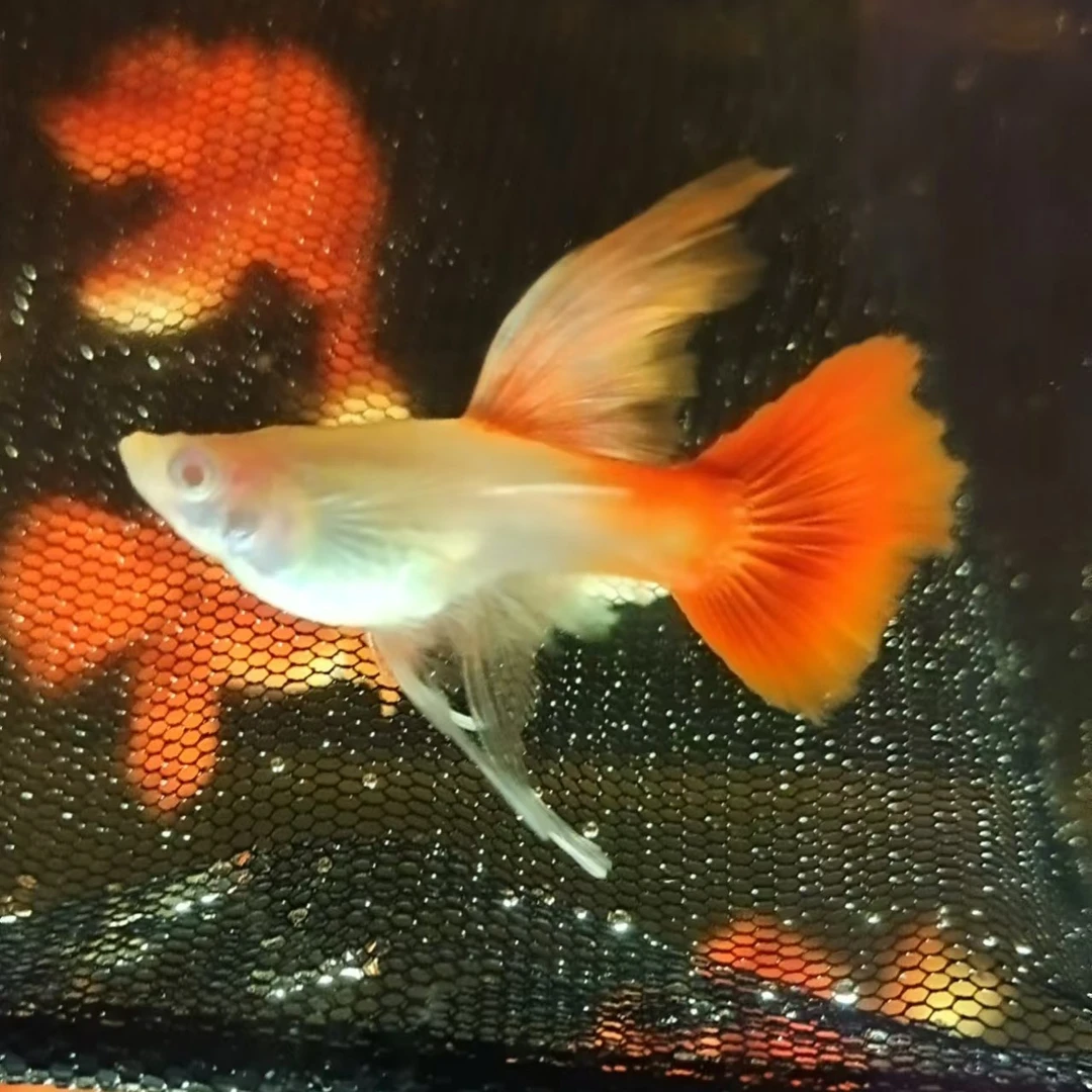 血红大C孔雀鱼热带鱼小型观赏鱼