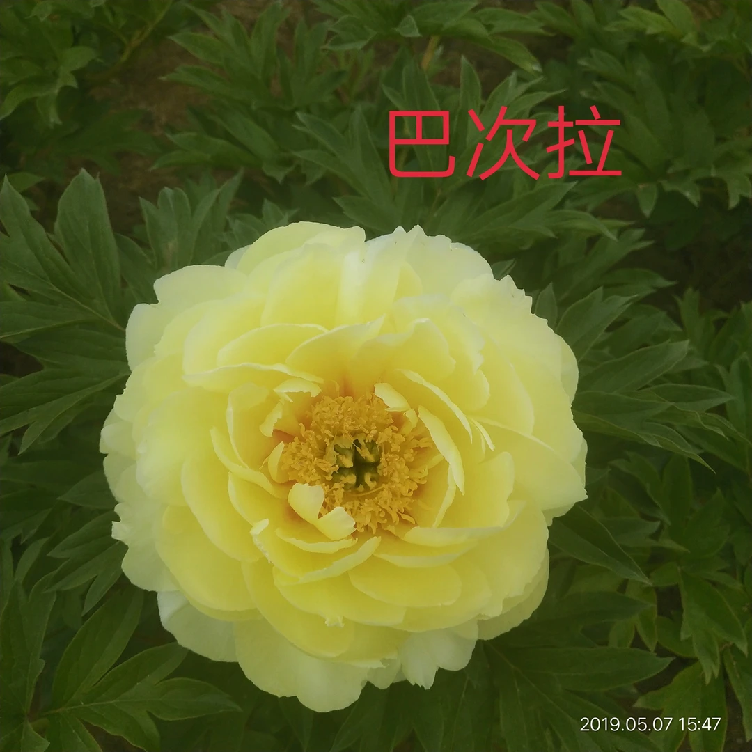 牡丹芍药杂交品种（巴次啦）