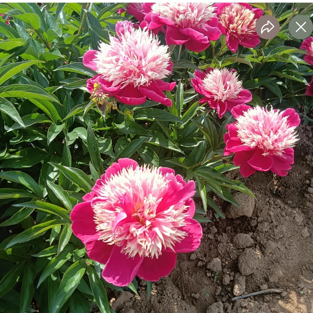 芍药品种(红盘托彩)先发预售卡秋季发苗