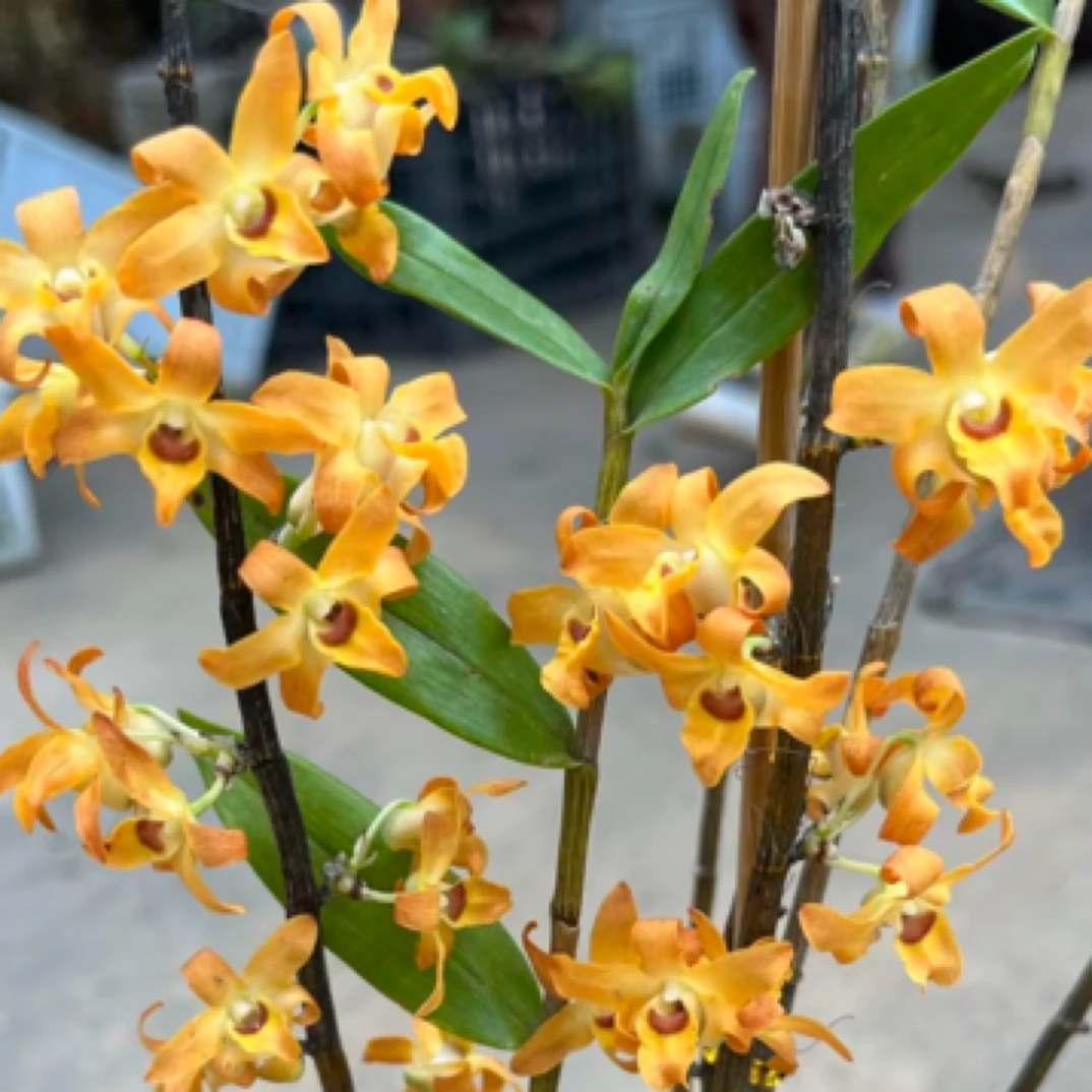 云南梵净山石斛兰花图、基地展示，一物一拍链接