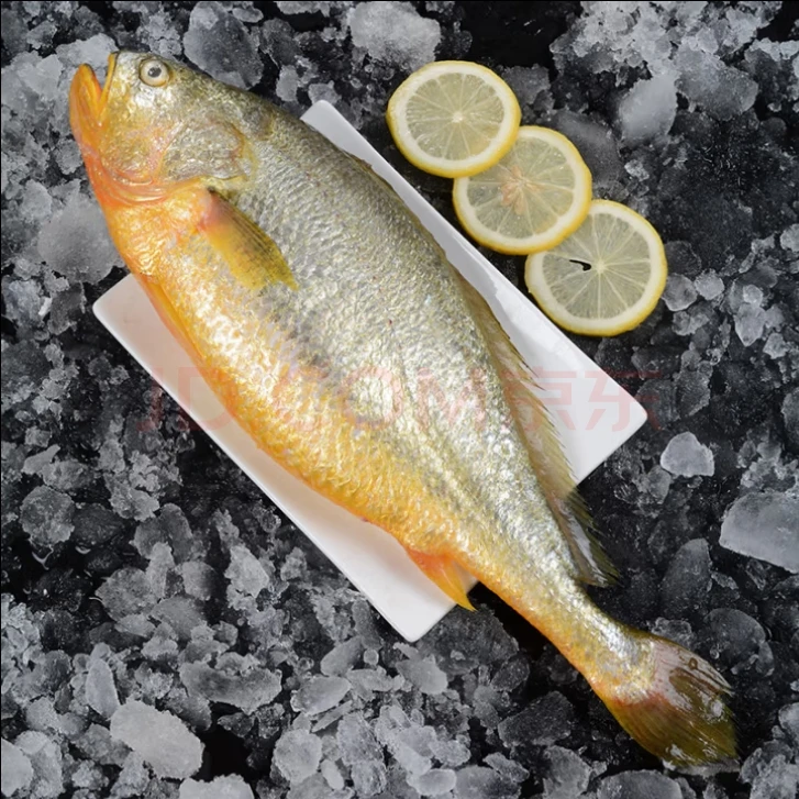 连云港发货 新鲜大黄鱼  4条/2条 450/500克每条
