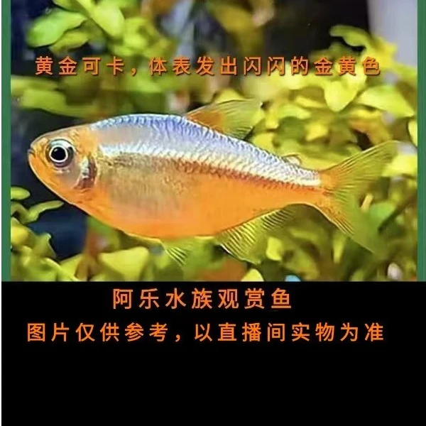 阿乐水族  黄金可卡  小型热带观赏鱼