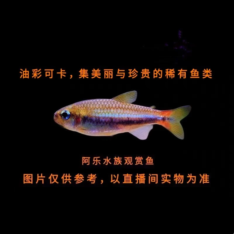 阿乐水族  油彩可卡  小型热带观赏鱼