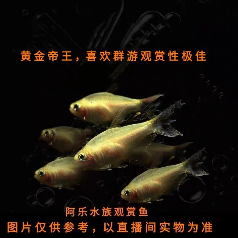 阿乐水族  黄金帝王  小型热带观赏鱼