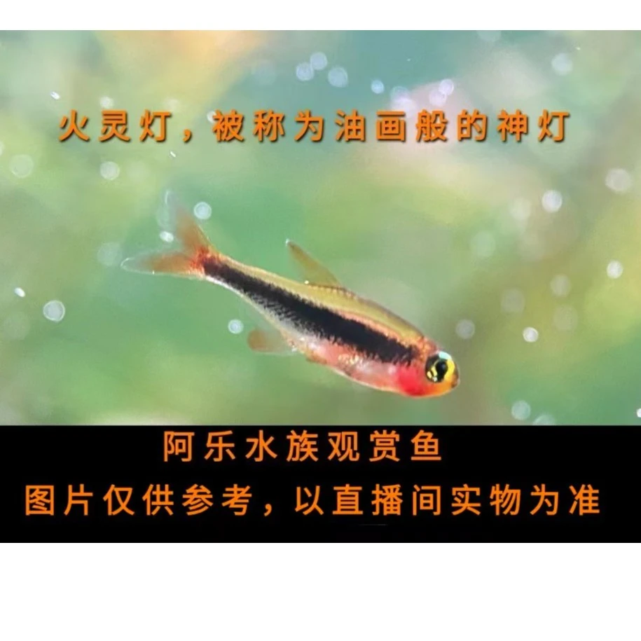 阿乐水族 火灵灯 限京津冀购买