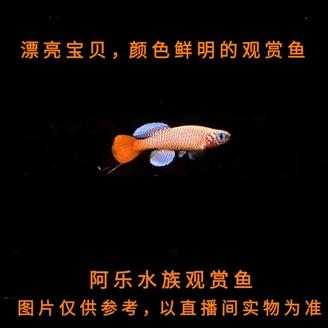 阿乐水族  漂亮宝贝  小型热带观赏鱼