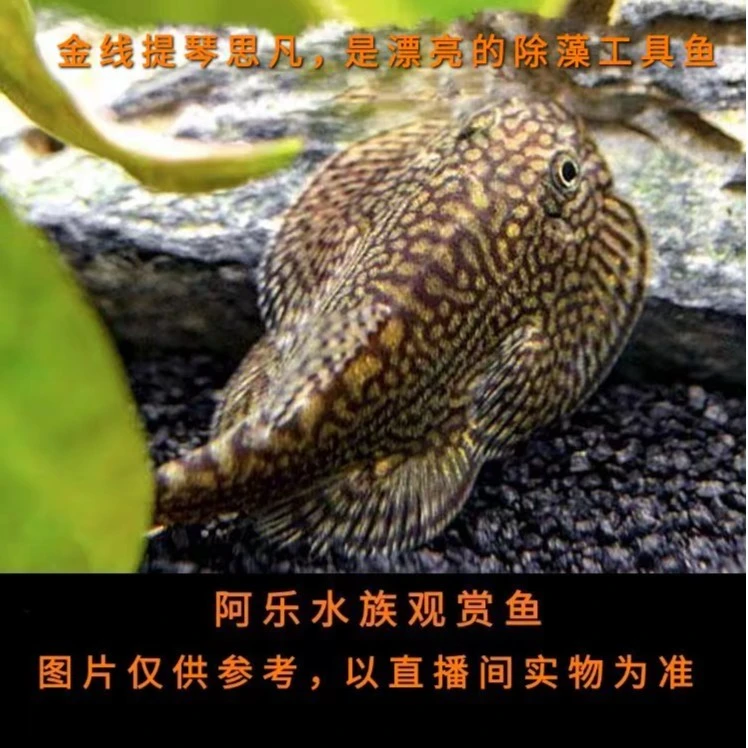 阿乐水族 提琴思凡 小型热带观赏鱼