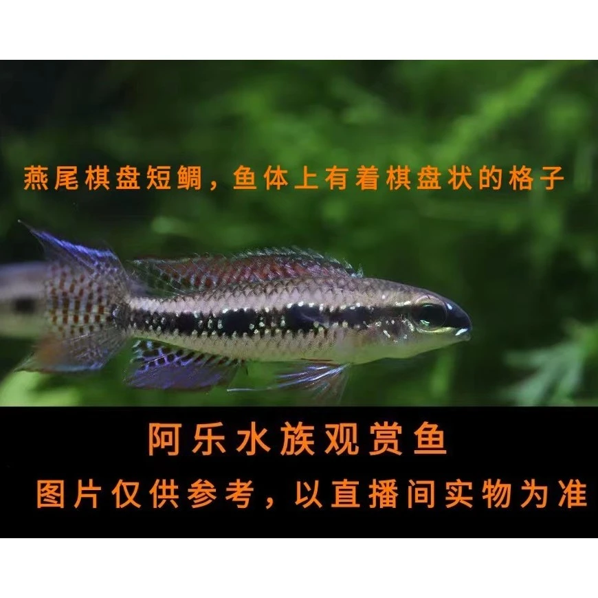 阿乐水族  燕尾棋盘  小型热带观赏鱼