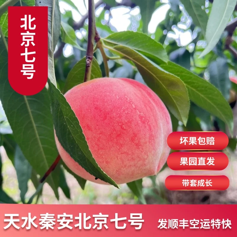 【新疆、西藏拍秦安北京七号】天水秦安水蜜桃脆甜多汁现摘现发顺丰