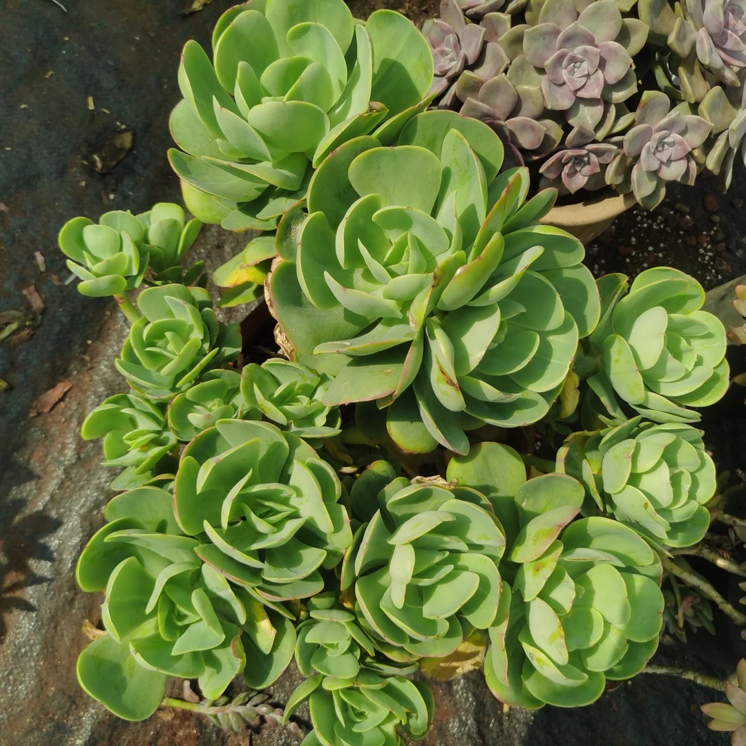 多肉植物碧桃，30厘米+冠幅