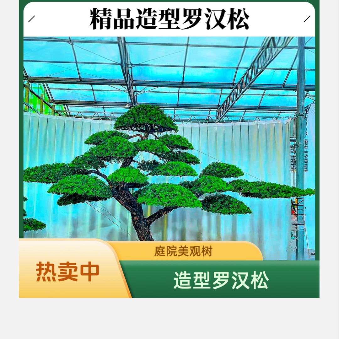 精品造型罗汉松 庭院造型树 直播间一物一拍订金专用（请勿乱拍）