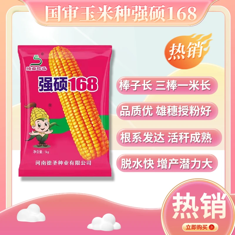 【强硕168南方版】国审玉米品种 大棒王高产量 耐高温种植播种业