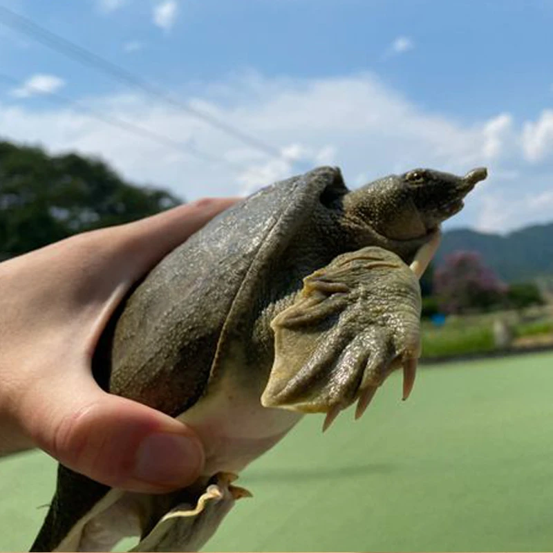 (过大江)正宗土甲纯野外甲鱼优质环境鲜活食用水鱼脚新鲜