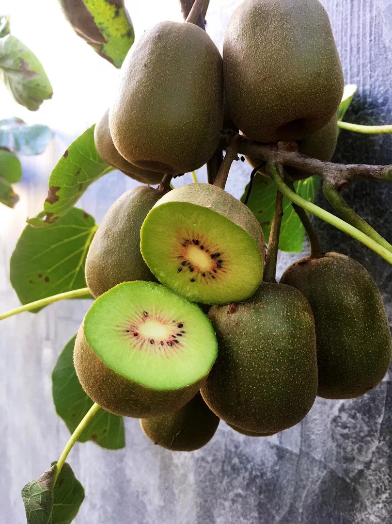 红心猕猴桃大果顺丰包邮