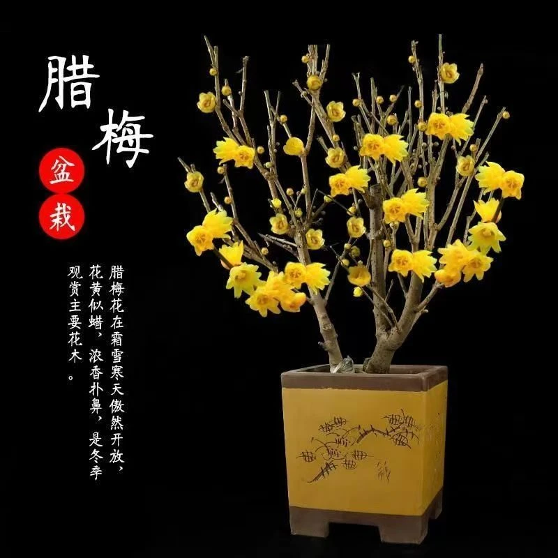 腊梅梅花盆栽地栽老桩浓香型耐寒植物冬天开花庭院花卉