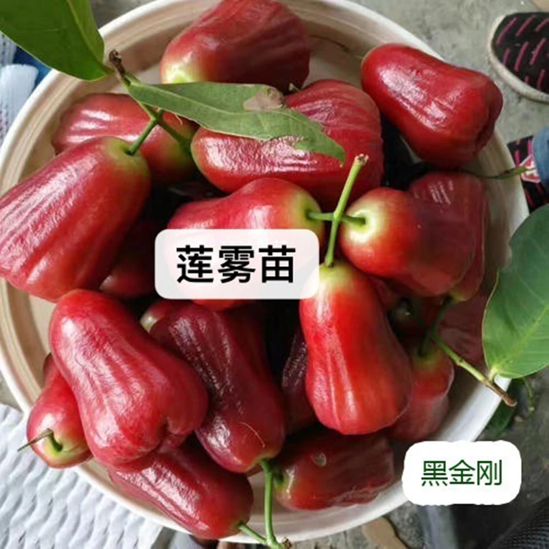莲雾苗 大叶红 黑金刚 黑糖芭比莲雾 带土带叶