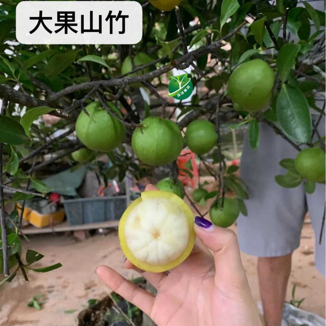 大果山竹苗2公分直径带土带叶